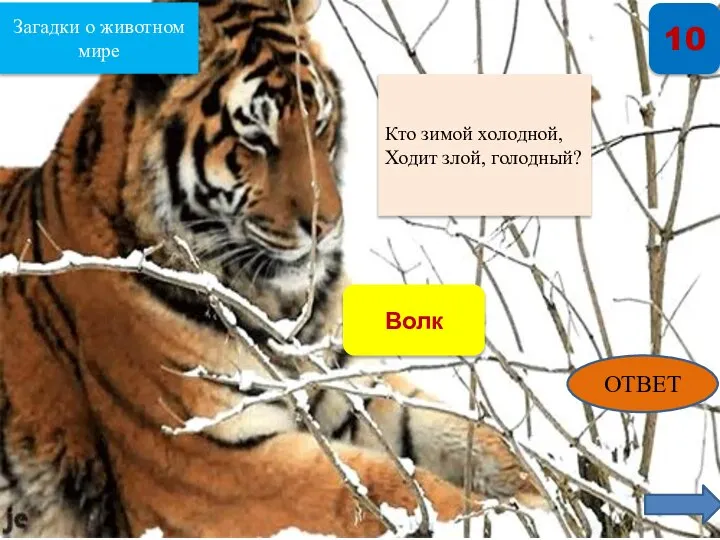 Загадки о животном мире 10 Кто зимой холодной, Ходит злой, голодный? Волк ОТВЕТ