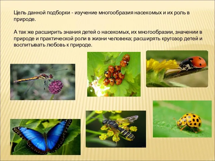 Цель данной подборки - изучение многообразия насекомых и их роль в природе.