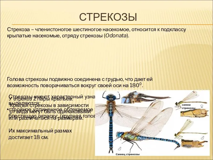 СТРЕКОЗЫ Стрекоза – членистоногое шестиногое насекомое, относится к подклассу крылатые насекомые, отряду