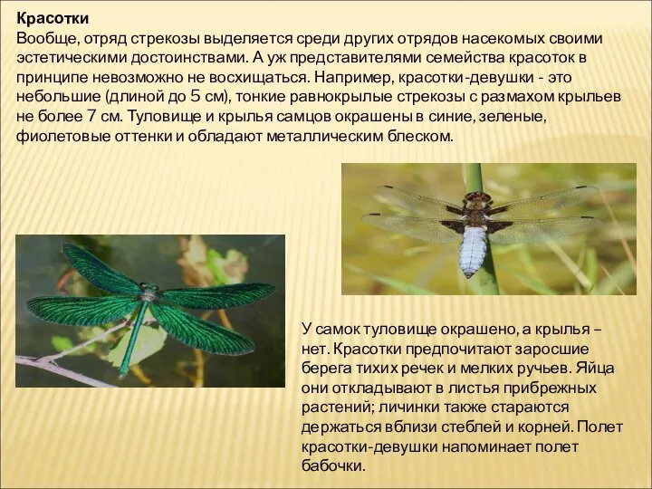 Красотки Вообще, отряд стрекозы выделяется среди других отрядов насекомых своими эстетическими достоинствами.