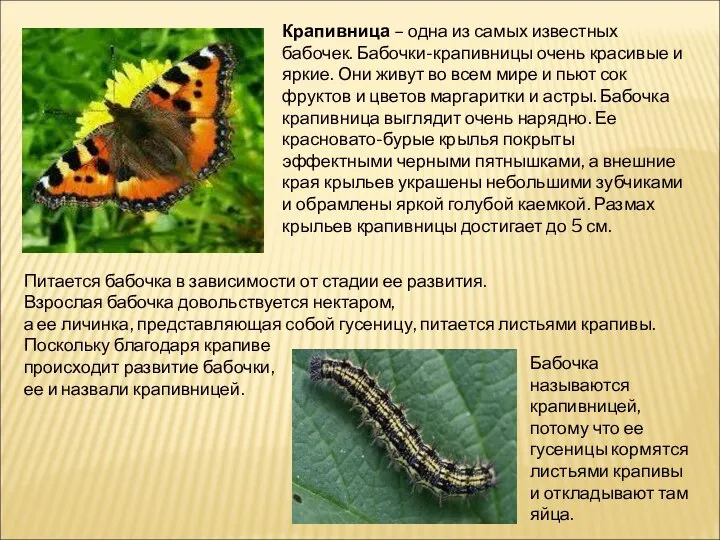 Крапивница – одна из самых известных бабочек. Бабочки-крапивницы очень красивые и яркие.