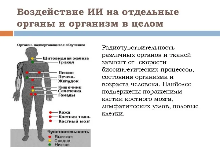 Воздействие ИИ на отдельные органы и организм в целом Радиочувствительность различных органов