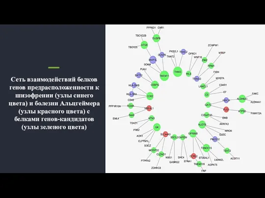 Сеть взаимодействий белков генов предрасположенности к шизофрении (узлы синего цвета) и болезни