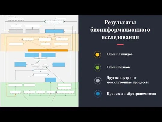 Результаты биоинформационного исследования Обмен липидов Обмен белков Другие внутри- и межклеточные процессы Процессы нейротрансмиссии