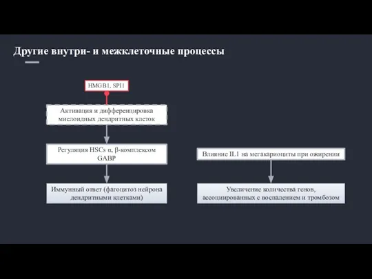 Другие внутри- и межклеточные процессы Активация и дифференцировка миелоидных дендритных клеток Регуляция