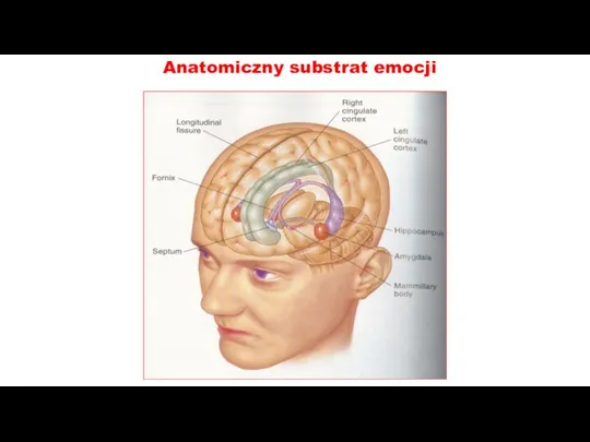 Anatomiczny substrat emocji