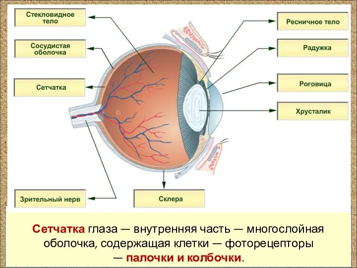 Сетчатка глаза — внутренняя часть — многослойная оболочка, содержащая клетки — фоторецепторы — палочки и колбочки.