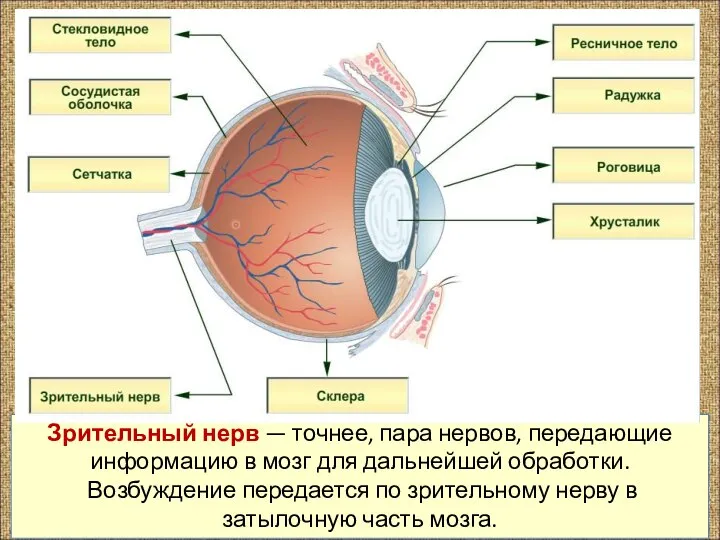 Зрительный нерв — точнее, пара нервов, передающие информацию в мозг для дальнейшей