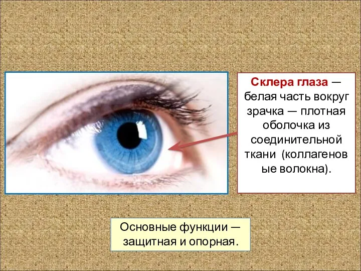 Основные функции — защитная и опорная. Склера глаза — белая часть вокруг