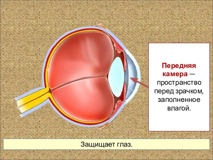 Защищает глаз. Передняя камера — пространство перед зрачком, заполненное влагой.