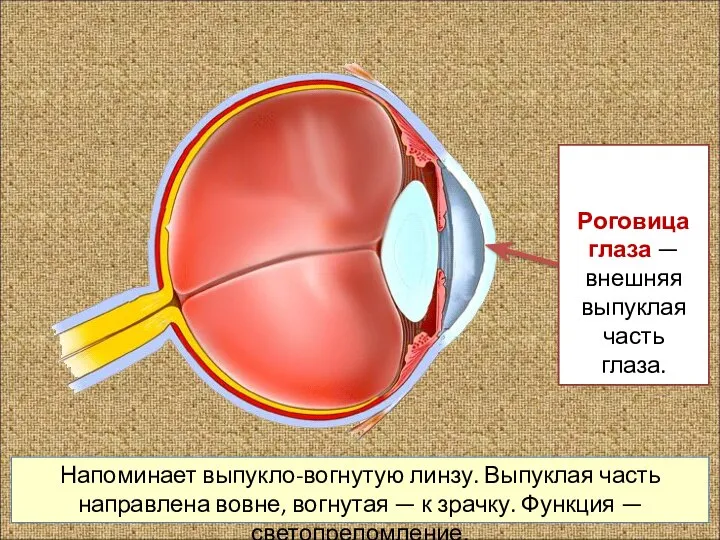 Напоминает выпукло-вогнутую линзу. Выпуклая часть направлена вовне, вогнутая — к зрачку. Функция