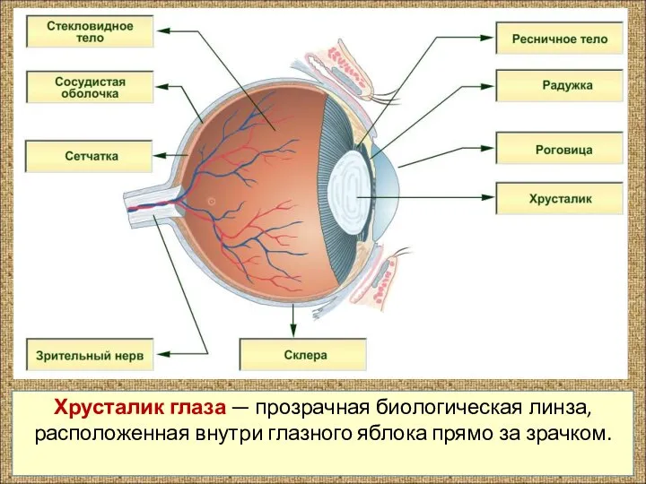 Хрусталик глаза — прозрачная биологическая линза, расположенная внутри глазного яблока прямо за зрачком.