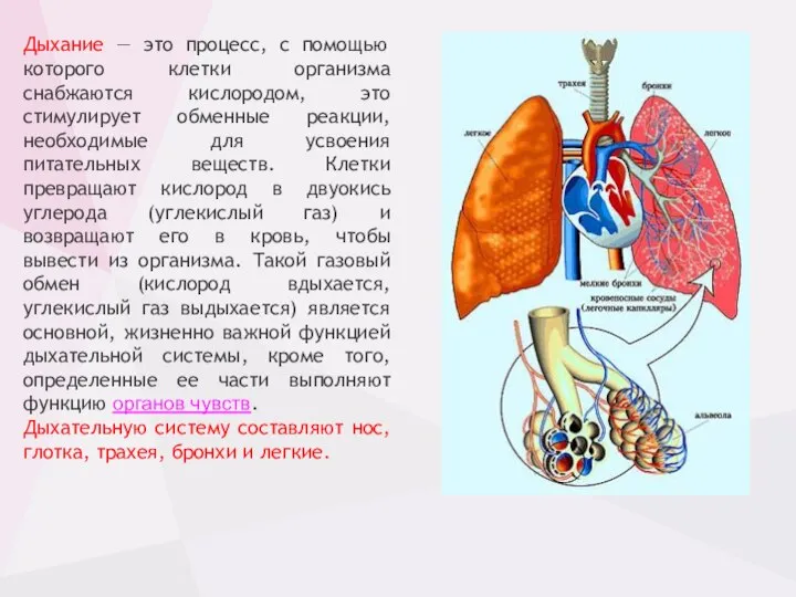 Дыхание — это процесс, с помощью которого клетки организма снабжаются кислородом, это