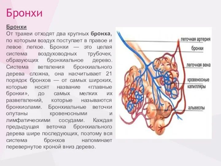 Бронхи Бронхи От трахеи отходят два крупных бронха, по которым воздух поступает