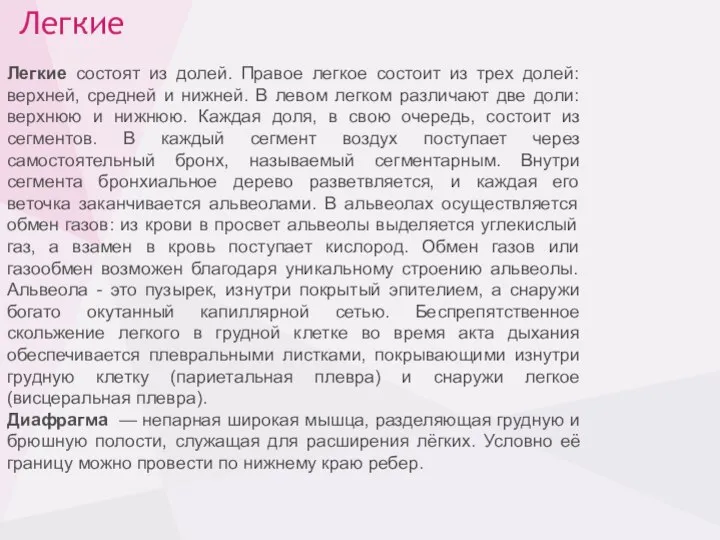 Легкие Легкие состоят из долей. Правое легкое состоит из трех долей: верхней,