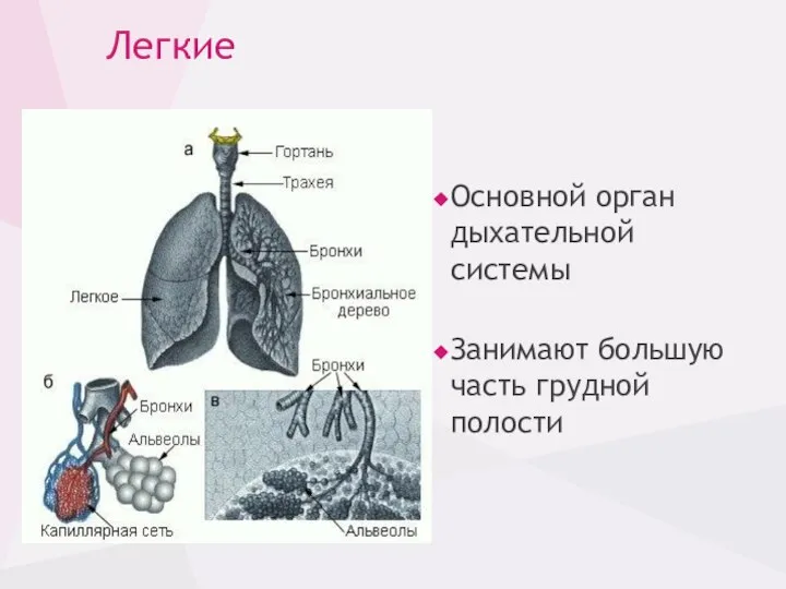 Легкие Основной орган дыхательной системы Занимают большую часть грудной полости