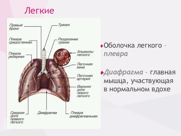 Легкие Оболочка легкого – плевра Диафрагма – главная мышца, участвующая в нормальном вдохе