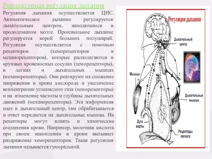 Рефлекторная регуляция дыхания Регуляция дыхания осуществляется ЦНС. Автоматическое дыхание регулируется дыхательным центром,