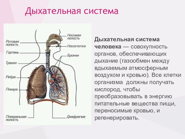 Дыхательная система Дыхательная система человека — совокупность органов, обеспечивающих дыхание (газообмен между