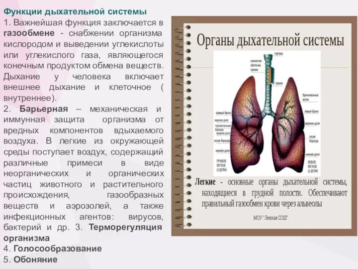 Функции дыхательной системы 1. Важнейшая функция заключается в газообмене - снабжении организма