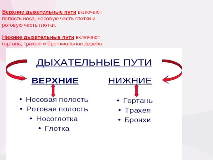 Верхние дыхательные пути включают полость носа, носовую часть глотки и ротовую часть