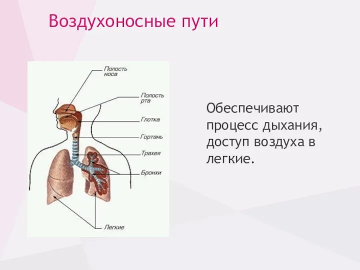 Воздухоносные пути Обеспечивают процесс дыхания, доступ воздуха в легкие.