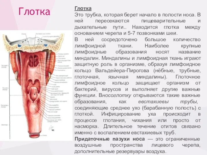 Глотка Глотка Это трубка, которая берет начало в полости носа. В ней