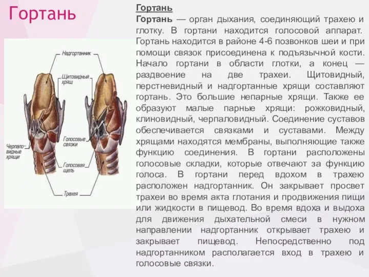 Гортань Гортань Гортань — орган дыхания, соединяющий трахею и глотку. В гортани