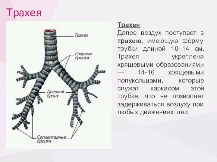 Трахея Трахея Далее воздух поступает в трахею, имеющую форму трубки длиной 10–14