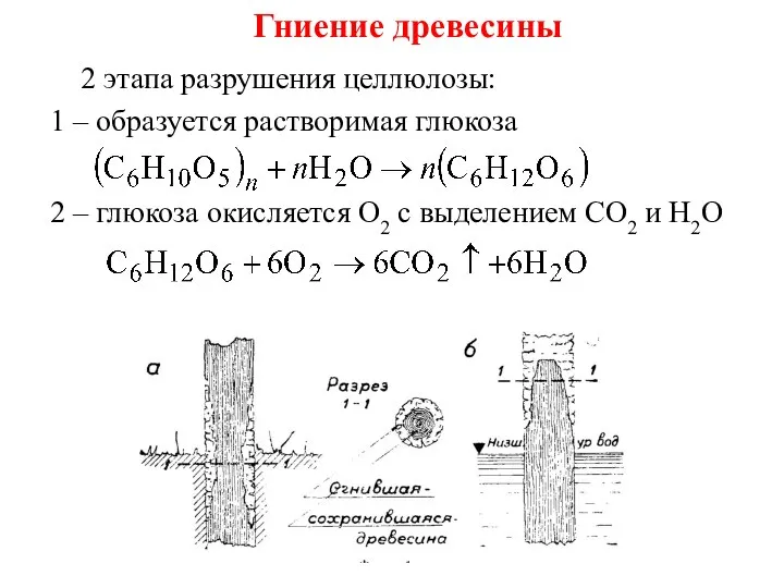 Гниение древесины 2 этапа разрушения целлюлозы: 1 – образуется растворимая глюкоза 2