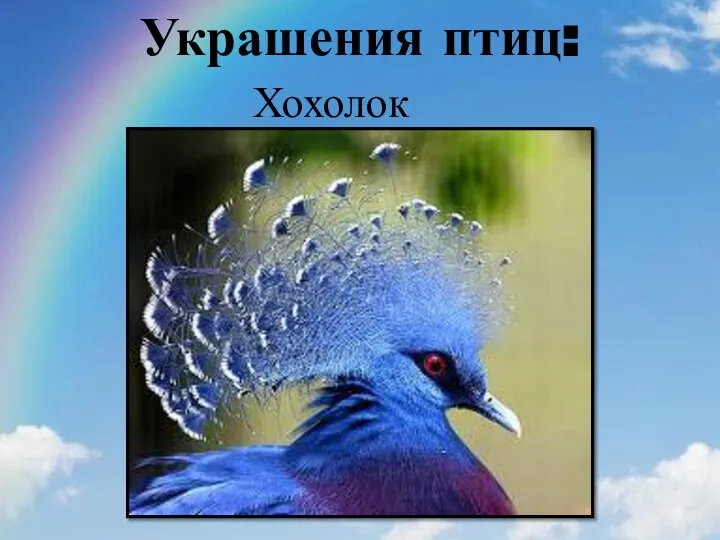 Украшения птиц: Хохолок