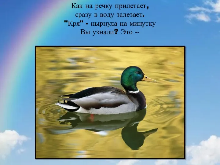 Как на речку прилетает, сразу в воду залезает. "Кря" - нырнула на