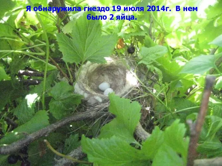 Я обнаружила гнездо 19 июля 2014г. В нем было 2 яйца.