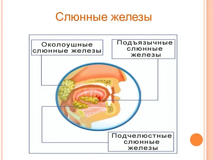 Слюнные железы