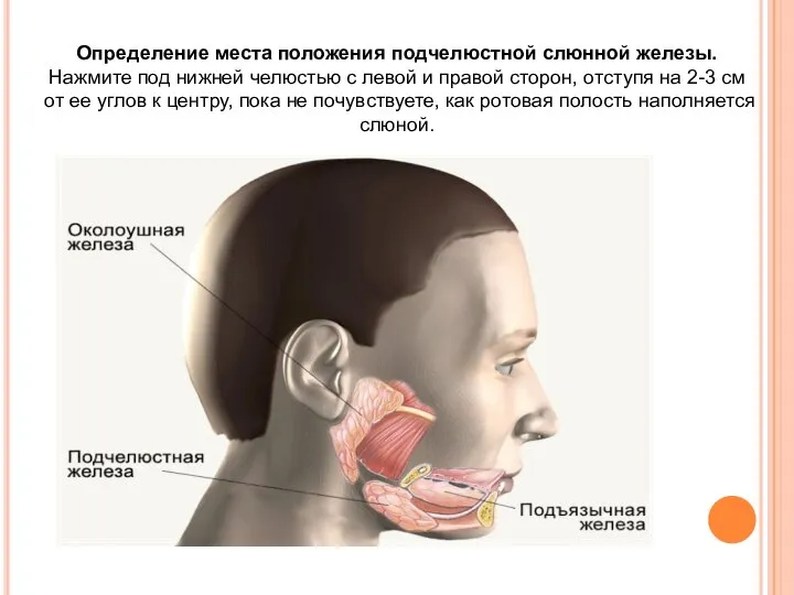 Определение места положения подчелюстной слюнной железы. Нажмите под нижней челюстью с левой