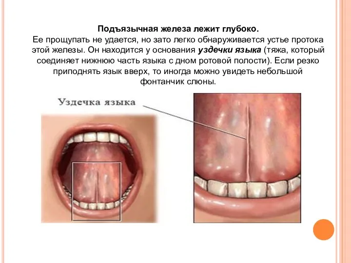 Подъязычная железа лежит глубоко. Ее прощупать не удается, но зато легко обнаруживается