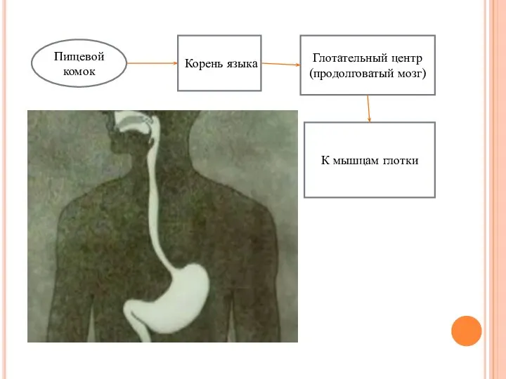 Пищевой комок Корень языка Глотательный центр (продолговатый мозг) К мышцам глотки