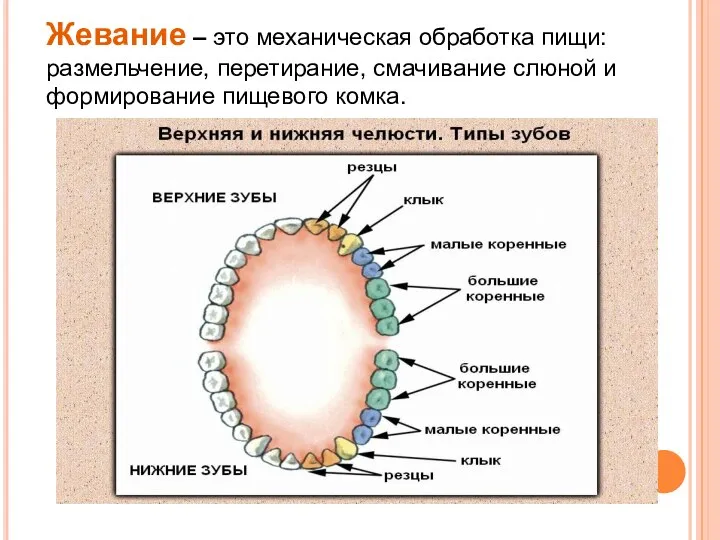 Жевание – это механическая обработка пищи: размельчение, перетирание, смачивание слюной и формирование пищевого комка.