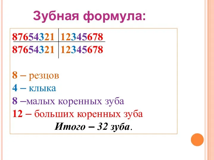 87654321 12345678 87654321 12345678 8 – резцов 4 – клыка 8 –малых