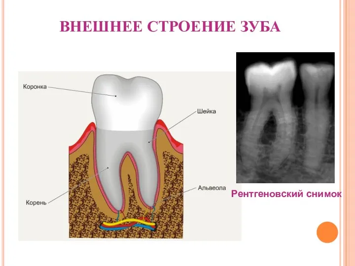 ВНЕШНЕЕ СТРОЕНИЕ ЗУБА Рентгеновский снимок