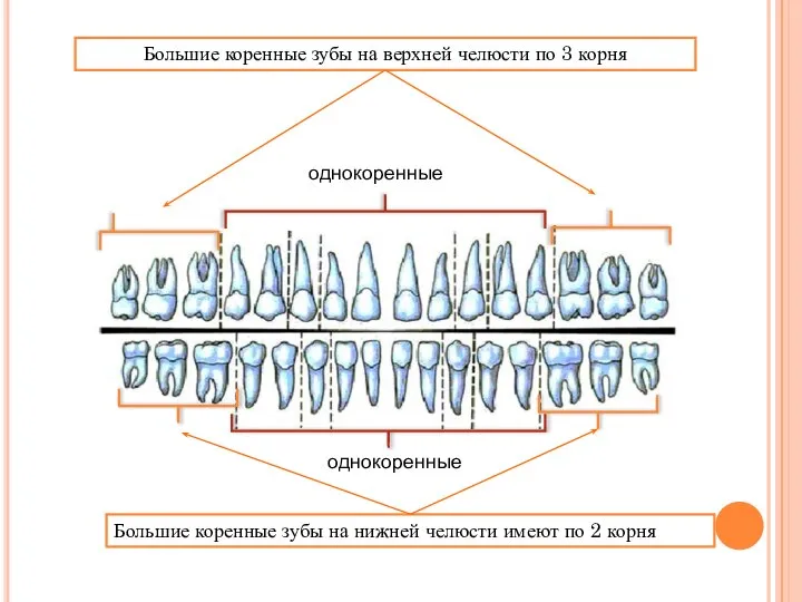 Большие коренные зубы на верхней челюсти по 3 корня Большие коренные зубы