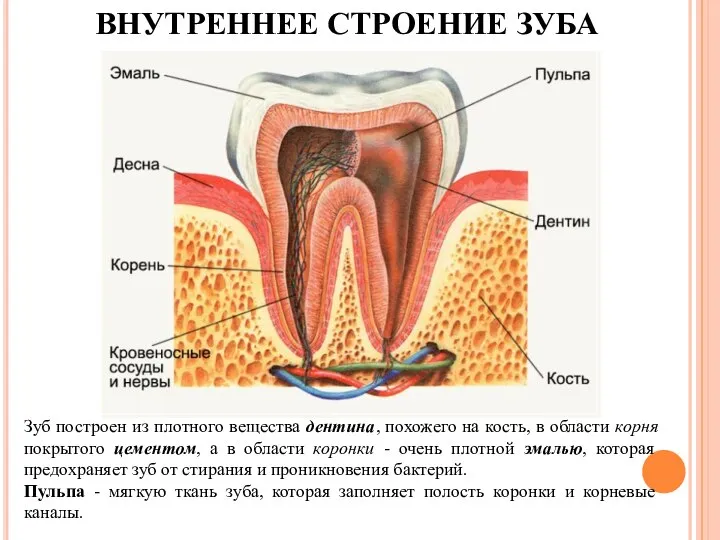 ВНУТРЕННЕЕ СТРОЕНИЕ ЗУБА Зуб построен из плотного вещества дентина, похожего на кость,