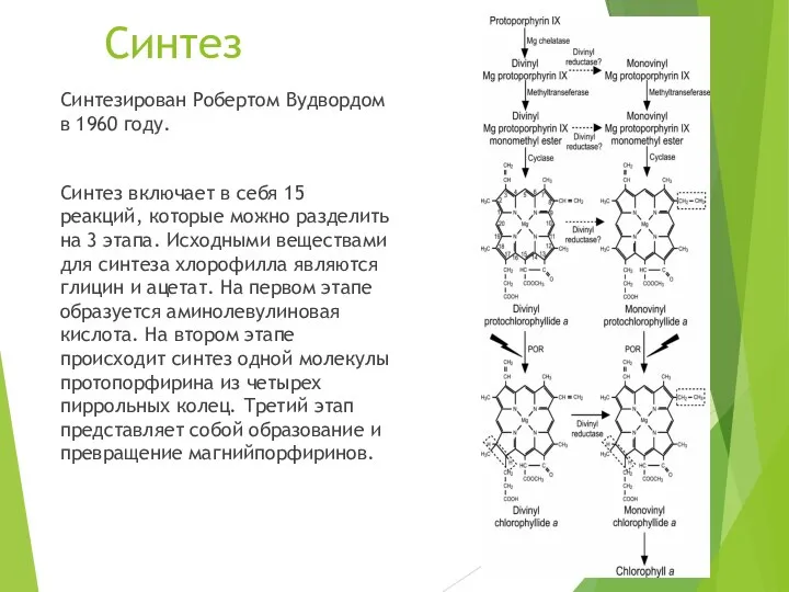 Синтез Синтезирован Робертом Вудвордом в 1960 году. Синтез включает в себя 15
