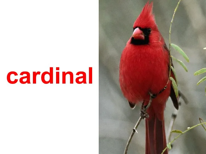 cardinal