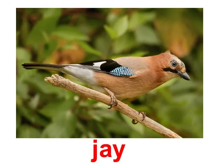 jay