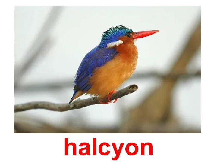 halcyon