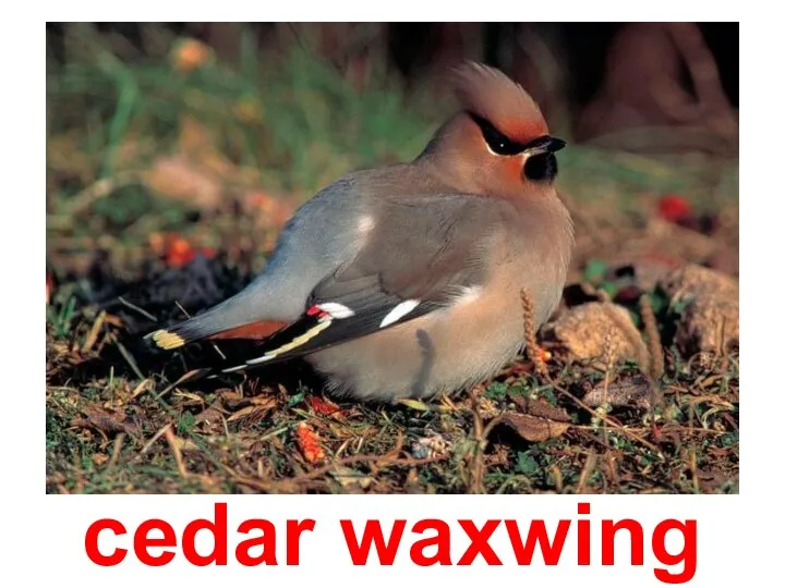 cedar waxwing