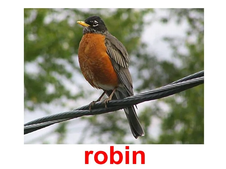 robin