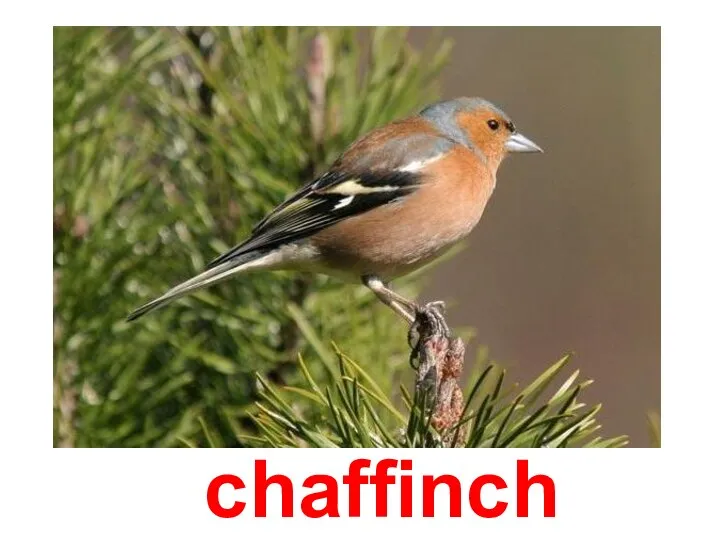 chaffinch