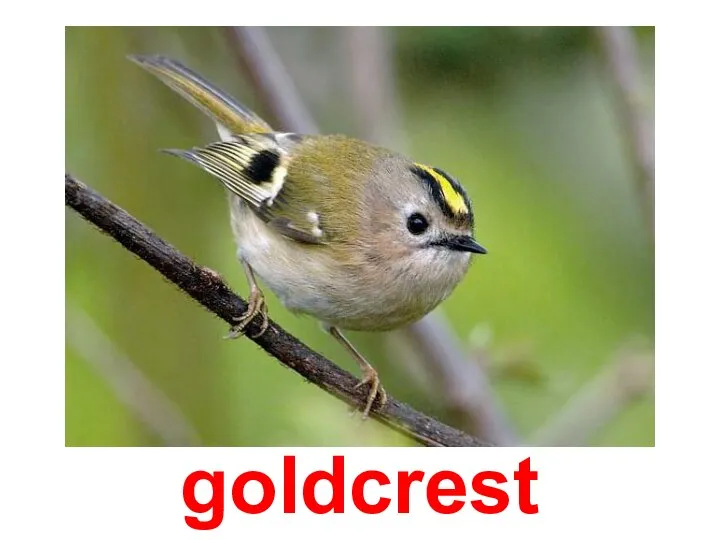 goldcrest